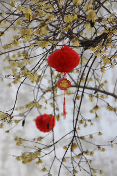 臘梅迎春花盛開