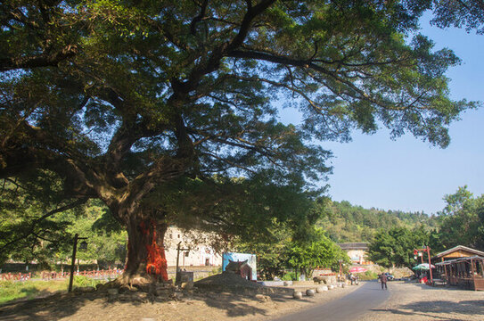 榕蔭消夏