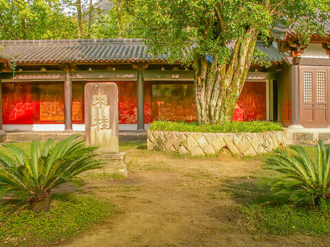 武夷山武夷宮千年宋桂