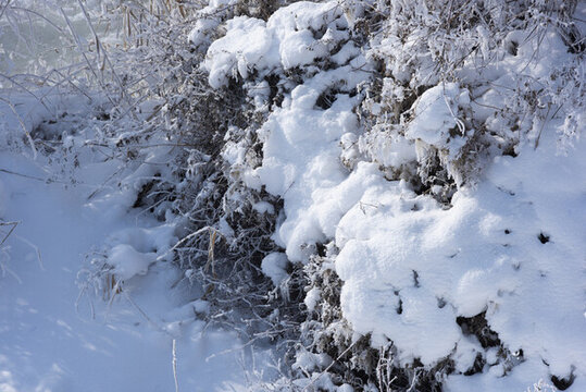 積雪