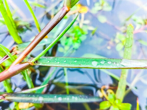水草露珠