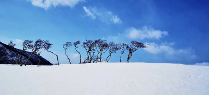 白雪幾樹藍(lán)空搖
