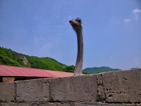 駝鳥頭部