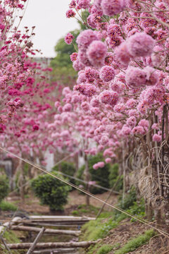 繡球紫花風(fēng)鈴木