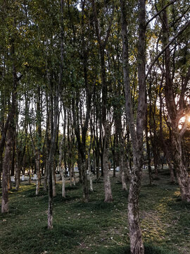 樹林