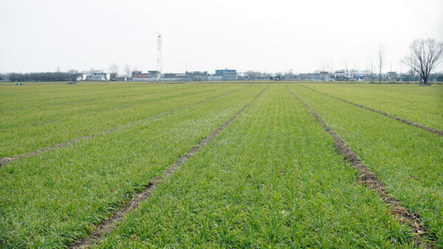 冬季麥田