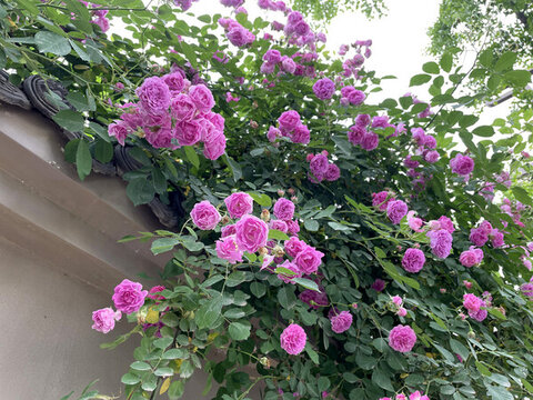 薔薇花開