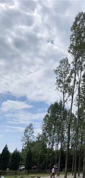 楊樹(shù)林