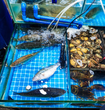 鮭魚