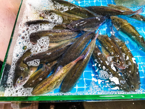 鱸魚