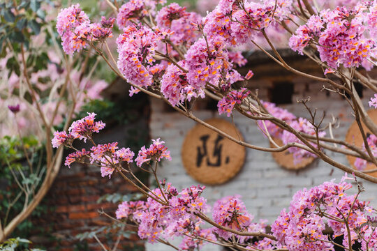 繡球紫花風(fēng)鈴木