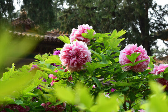 故宮御花園