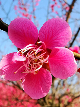 梅花