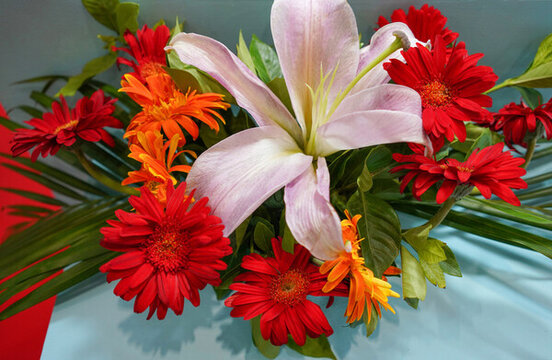 百合花非洲菊