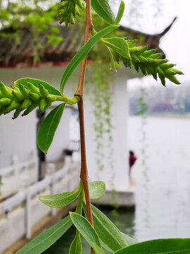 公園初春柳葉