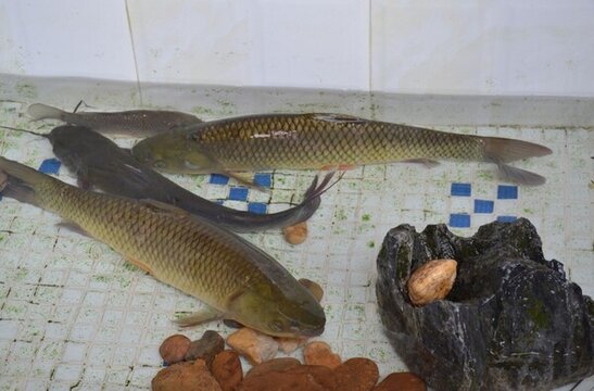 魚池