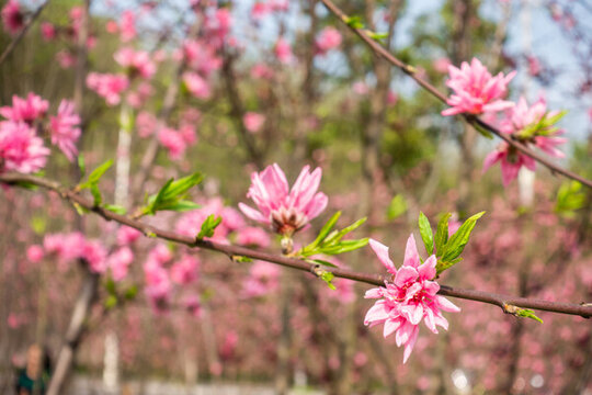 桃花盛開