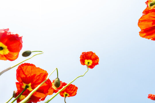 花朵背景