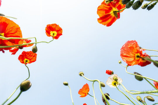 花卉