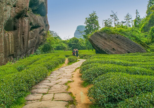 武夷山虎嘯巖茶園