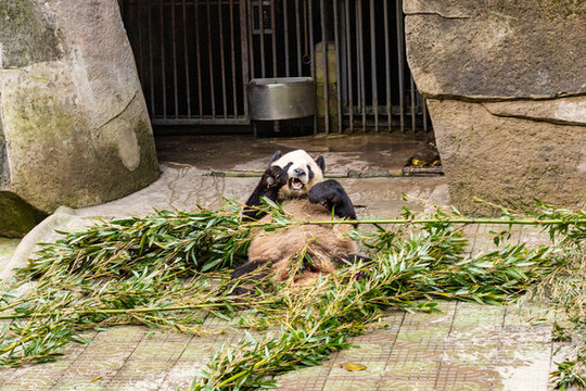 重慶動物園