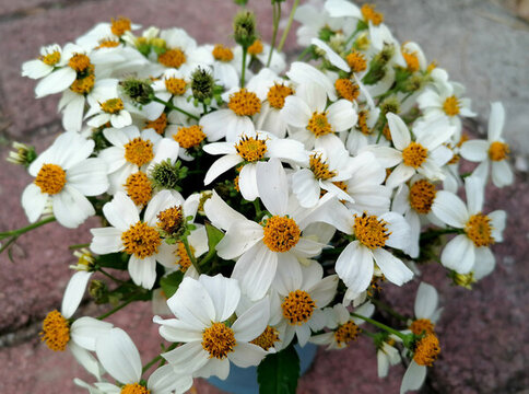 對(duì)叉草花朵