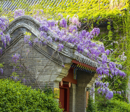 北京大學(xué)靜園五院門頭上的紫藤