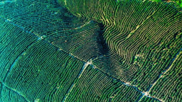 茶園茶山