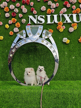 兩只可愛(ài)的博美犬