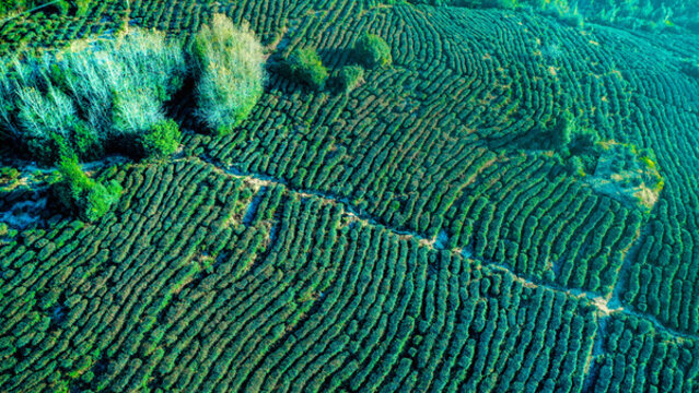 茶園茶山