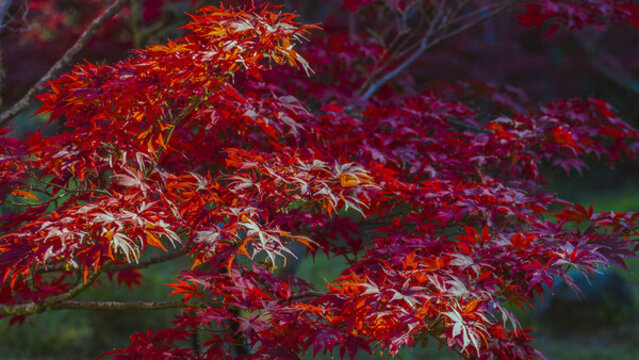 紅葉