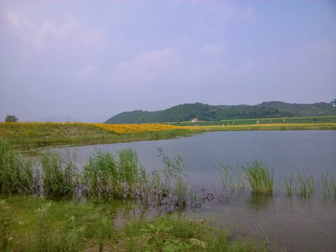 夏日水涼花草新