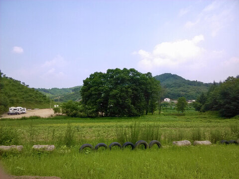 郊外夏游樹蔥蘢