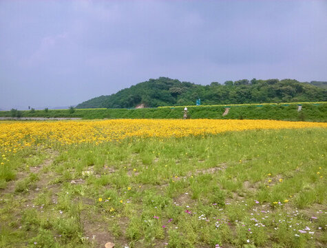 遠(yuǎn)望黃花帶