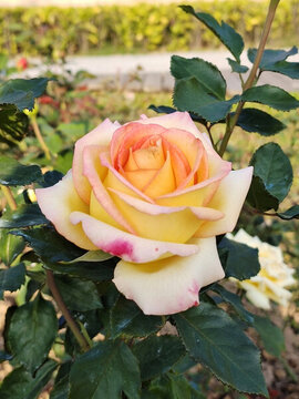 月季花