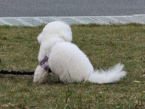 寵物狗