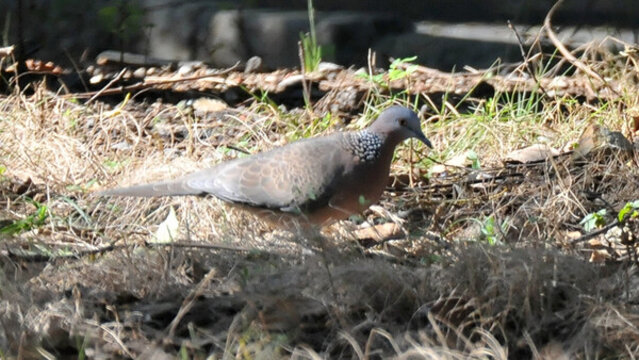 正在覓食的斑鳩