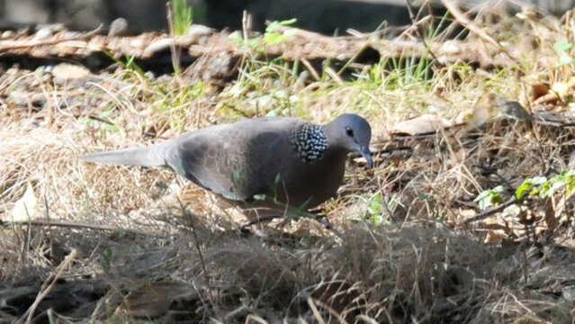 覓食的斑鳩