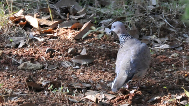 草地覓食的斑鳩