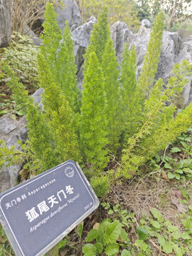 天門冬