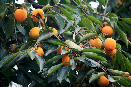 柿子樹(shù)