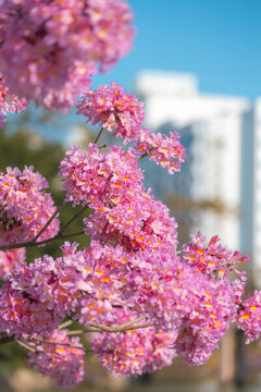 紫花風(fēng)鈴木