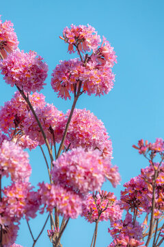紫花風(fēng)鈴木花