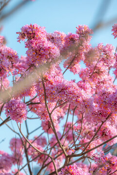 紫花風(fēng)鈴木花