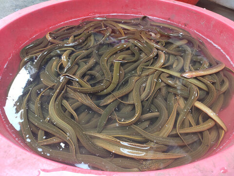 新鮮鱔魚