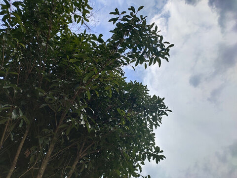 桂花樹(shù)枝葉與天空