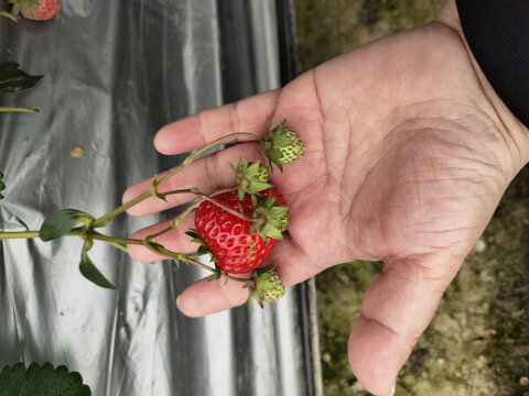 红草莓与青草莓