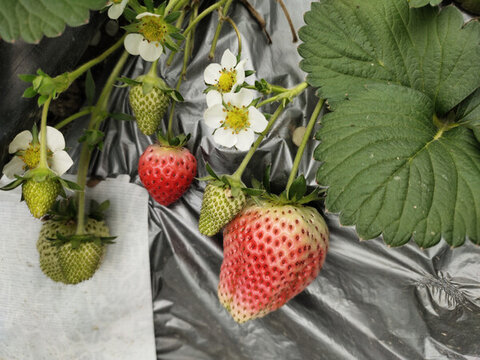 草莓果实与花