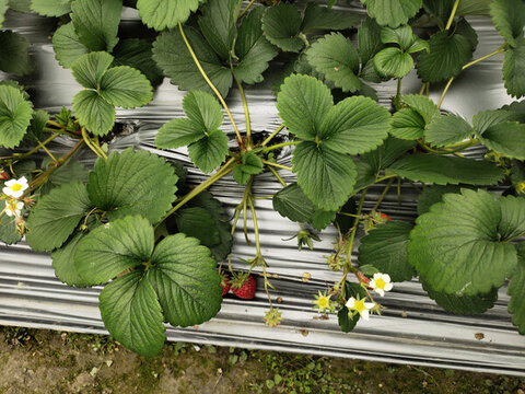 牛奶草莓