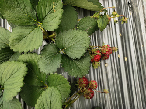 草莓果实与绿叶